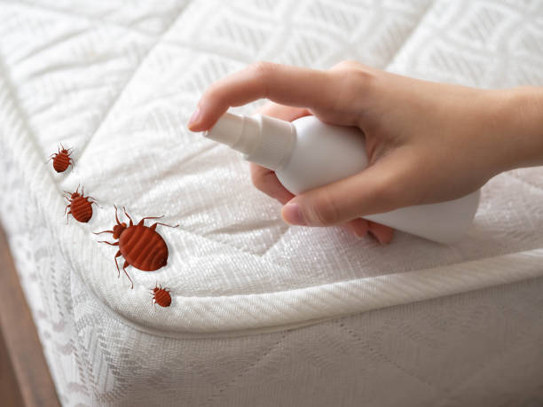 Best Pest Control Treatment  in Byng, OK