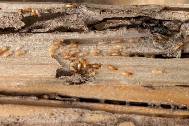 Best Insect Control  in Byng, OK